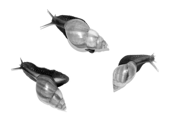 Τρία μεγάλα σαλιγκάρια απομονωμένα σε λευκό — Φωτογραφία Αρχείου