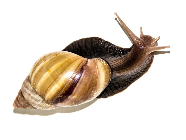 Garden Snail in front of white background