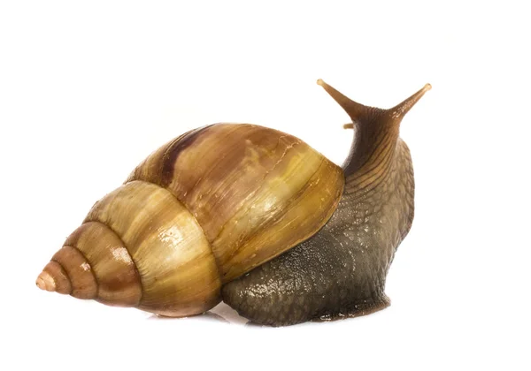 Escargot de jardin devant fond blanc — Photo