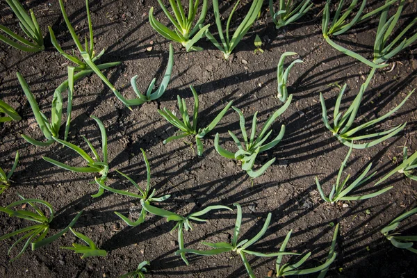 Primer plano de las camas de jardín de cebolla verde en el pueblo . —  Fotos de Stock