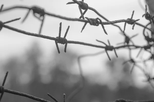 Dikenli tel çit jilet mavi gökyüzü bulutlar — Stok fotoğraf