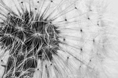 karahindiba tohum uçuşa hazır makroyu kapatın.