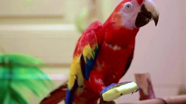 Ljusa macaw papegoja i en djurpark äta ett grönt äpple — Stockvideo