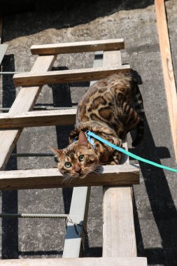Köydeki ahşap bir merdivende güzel bir Bengal kedisinin portresi.