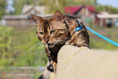 Güzel Bengal kedisi mavi bir tasmayla köyün tahta merdivenlerinde başka bir kediyle kavga ediyor.