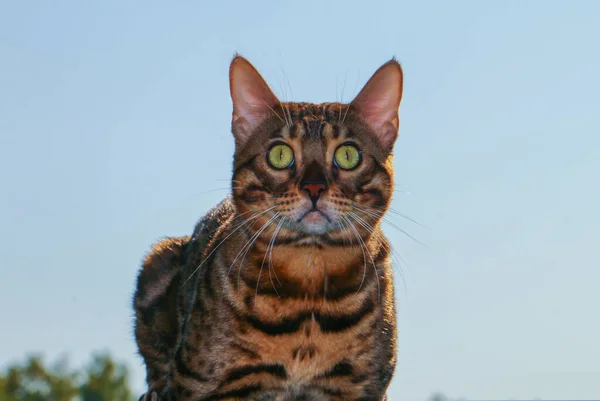 Retrato Hermoso Gato Bengala Que Sienta Una Valla Atardecer — Foto de Stock