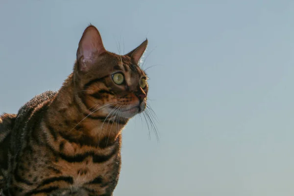 日没時に柵の上に座っている美しいベンガル猫の肖像画 — ストック写真