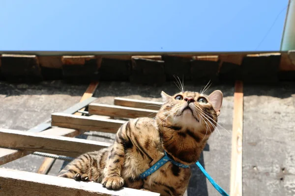 Portrait Beautiful Bengal Cat Wooden Staircase Village — Stock Photo, Image