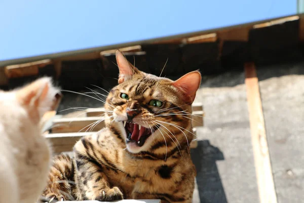 Retrato Belo Gato Bengala Uma Escada Madeira Aldeia — Fotografia de Stock