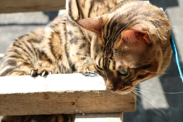 村の木製の階段に美しいベンガル猫の肖像画 — ストック写真