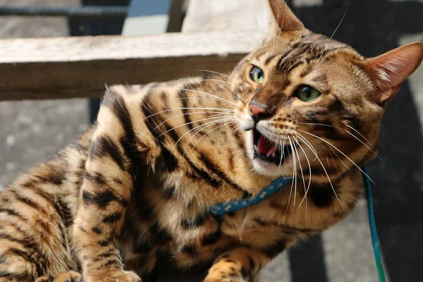 Aggressive Bengal Cat Wooden Staircase Village Fights Another Cat — Stock Photo, Image