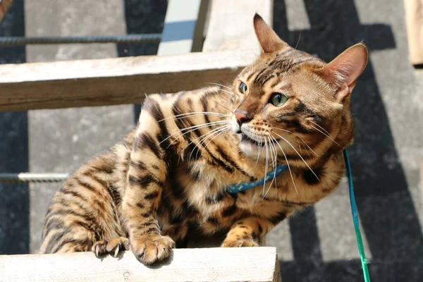 村の木製の階段で攻撃的なベンガル猫は別の猫と戦う — ストック写真