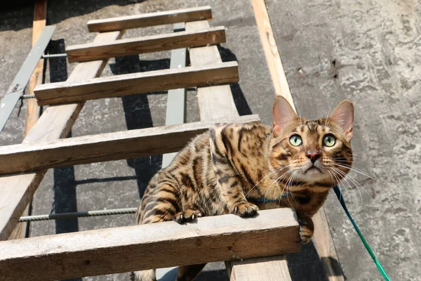 Portrait Beautiful Bengal Cat Wooden Staircase Village — Stock Photo, Image