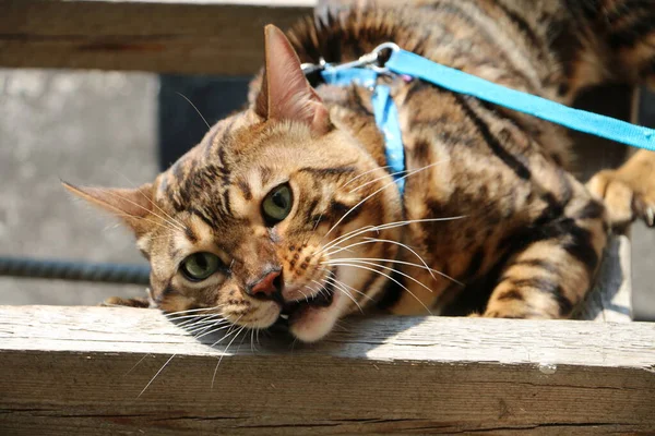 Porträt Einer Schönen Bengalischen Katze Auf Einer Holztreppe Dorf — Stockfoto