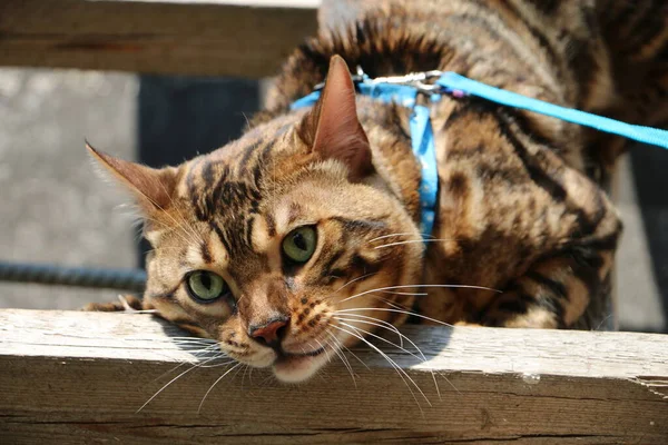 Porträt Einer Schönen Bengalischen Katze Auf Einer Holztreppe Dorf — Stockfoto