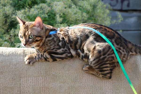 村の木の階段に青い紐で美しいベンガル猫が別の猫と戦う — ストック写真