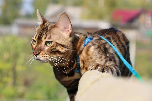 beautiful Bengal cat with a blue leash on a wooden staircase in the village fights with another cat