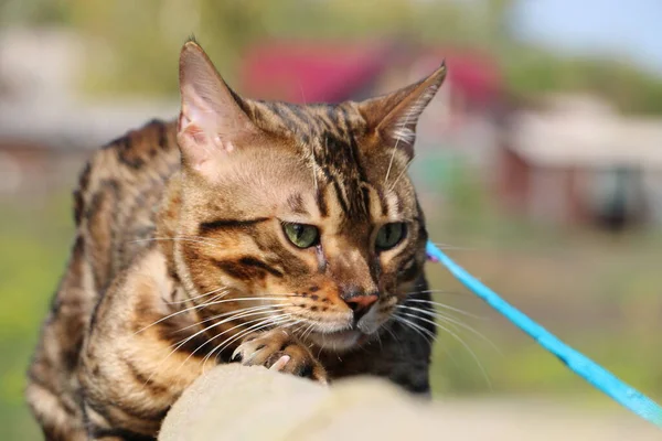 村の木の階段に青い紐で美しいベンガル猫が別の猫と戦う — ストック写真