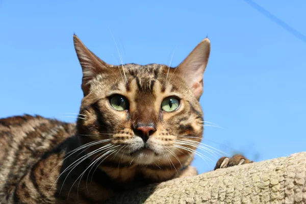 村の木の階段に青い紐で美しいベンガル猫が別の猫と戦う — ストック写真