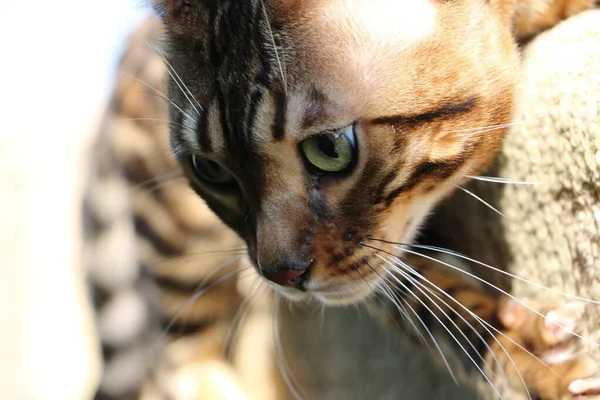 Hermoso Gato Bengala Con Una Correa Azul Una Escalera Madera — Foto de Stock