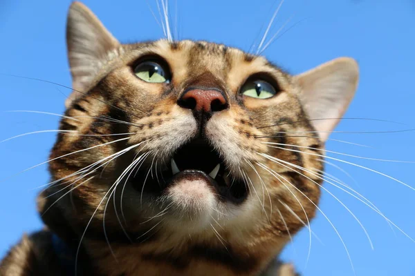 Mynning Vacker Bengalisk Katt Skapa Mot Den Blå Himlen — Stockfoto