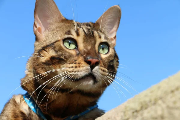青空に対する美しいベンガル猫の種の銃口 — ストック写真