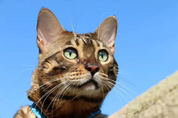 Schnauze Einer Schönen Bengalkatze Gegen Den Blauen Himmel — Stockfoto
