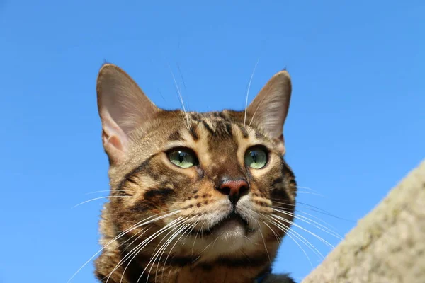 Schnauze Einer Schönen Bengalkatze Gegen Den Blauen Himmel — Stockfoto