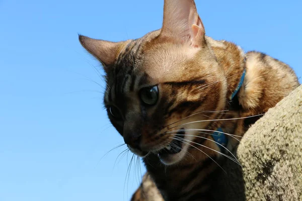 青空に対する美しいベンガル猫の種の銃口 — ストック写真