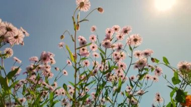Papatya çiçekleri, kanat çırpan kelebekler, nektar toplar.