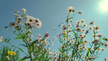 Papatya çiçekleri, kanat çırpan kelebekler, nektar toplar.