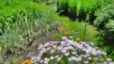 Papatya çiçekleri, kanat çırpan kelebekler, nektar toplar.