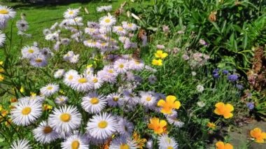 Papatya çiçekleri, kanat çırpan kelebekler, nektar toplar.