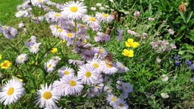 Papatya çiçekleri, kanat çırpan kelebekler, nektar toplar.