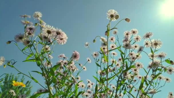 Квіти ромашки, мерехтливий метелик, збирає нектар — стокове відео