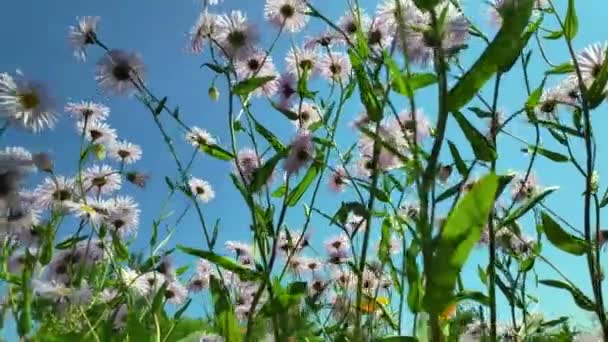 Chamomile flowers, fluttering butterfly, collects nectar — Stock Video