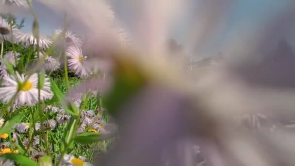털많은 꽃, 나부끼는 나비, 화밀을 모은다 — 비디오