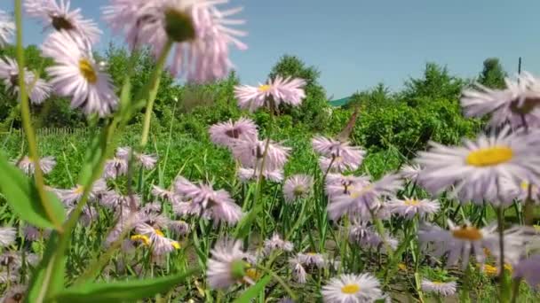 Kamomillblommor, fladdrande fjäril, samlar nektar — Stockvideo