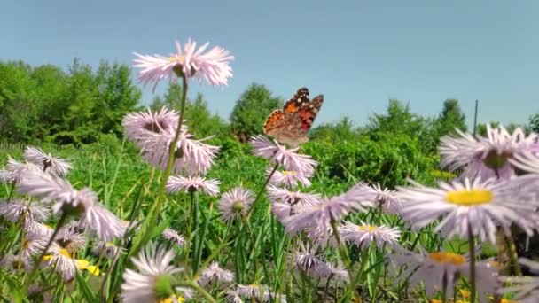 Papatya çiçekleri, kanat çırpan kelebekler, nektar toplar. — Stok video