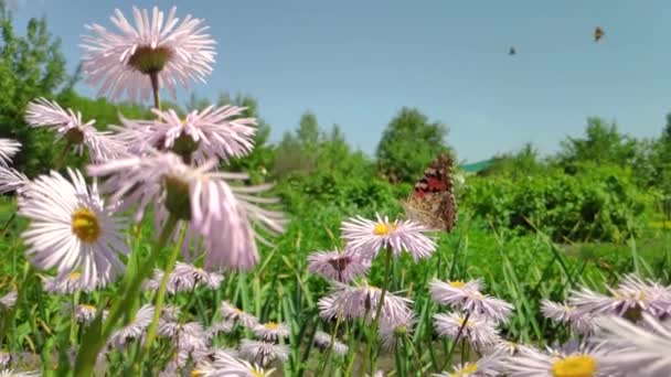 Άνθη χαμομηλιού, πεταλούδα που φτερουγίζει, συλλέγει νέκταρ — Αρχείο Βίντεο