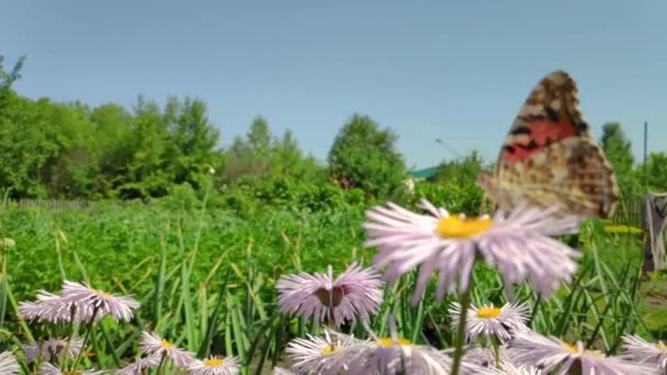 Kamille bloemen, fladderende vlinder, verzamelt nectar — Stockvideo