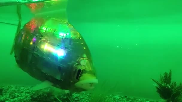 Robot ryby v akváriu — Stock video