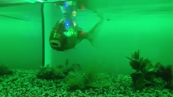 Robotvissen in het aquarium — Stockvideo
