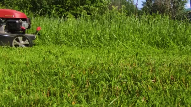 Het gras maaien van een fris groen gazon met een grasmaaier. 4k ultra HD — Stockvideo