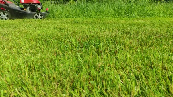 Кошение травы свежей зеленой лужайки газонокосилкой. 4k ultra HD — стоковое видео