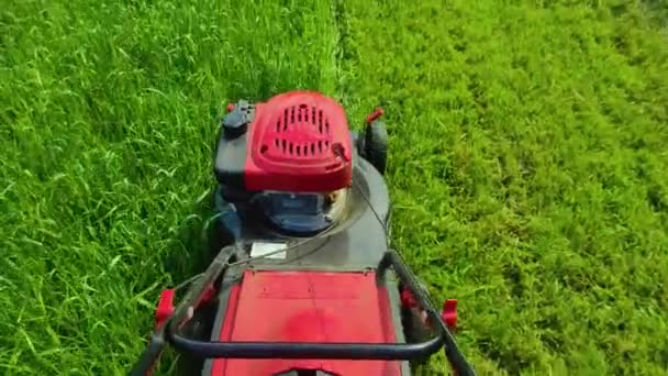 Klipper gräset på en grön gräsmatta med en gräsklippare. 4k ultra HD — Stockvideo
