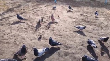 Bahçedeki aç gözlü güvercinler ve serçeler yiyeceği paylaşıyor. yavaş çekim