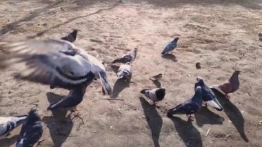 Aç gözlü güvercinler ve serçeler yiyeceği paylaşıyor.