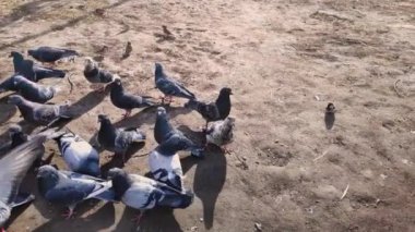 Aç gözlü güvercinler ve serçeler yiyeceği paylaşıyor.