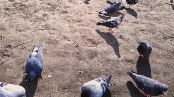 Жадібні Голуби Горобці Подвір Діляться Їжею Повільний Рух — стокове відео